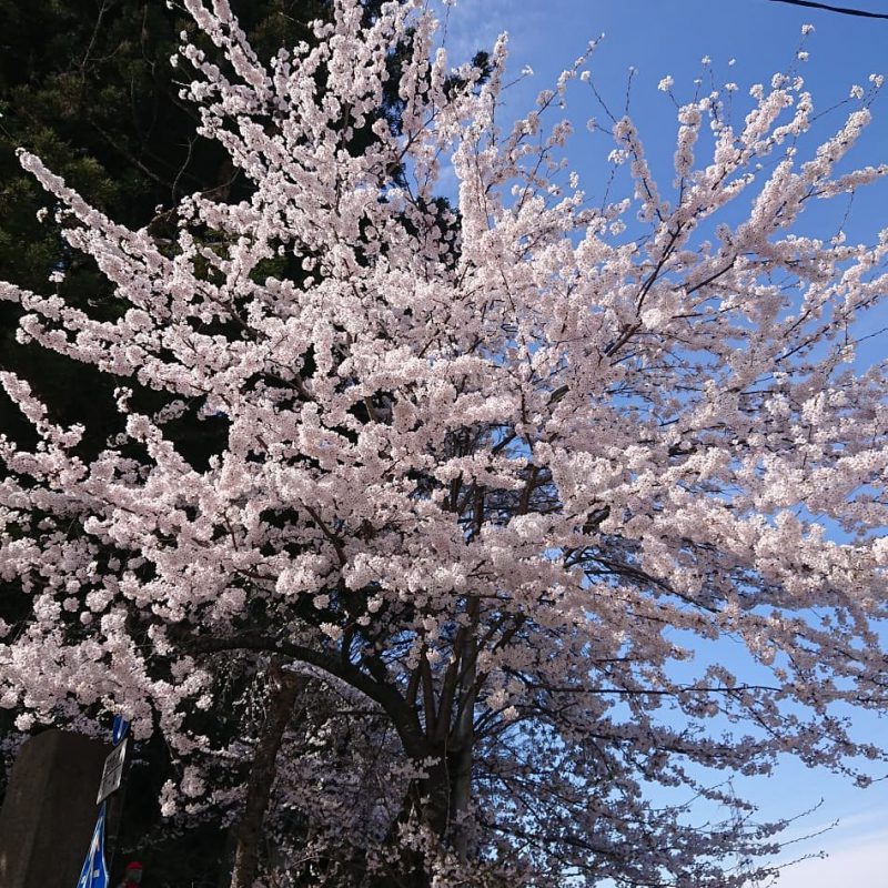 平泉中尊寺では 桜が満開です 拝観したらカフェでランチをどうぞ 平泉のカフェ ランチ The Brewers Hiraizumi