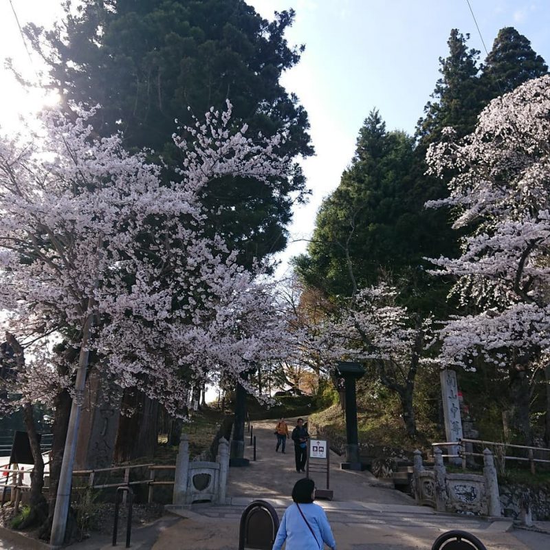 平泉中尊寺では 桜が満開です 拝観したらカフェでランチをどうぞ 平泉のカフェ ランチ The Brewers Hiraizumi